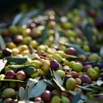 El envero de la aceituna: qué es y por qué es importante
